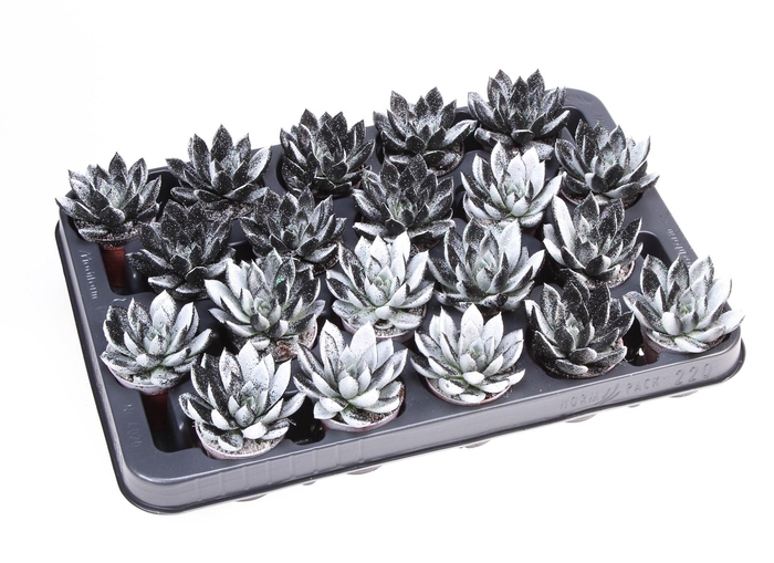 <h4>Echeveria  'Miranda'</h4>