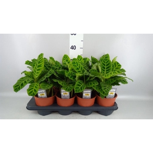 Calathea zebrina