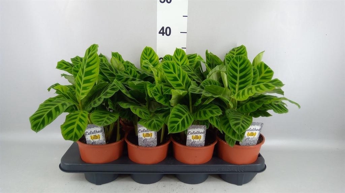 <h4>Calathea zebrina</h4>