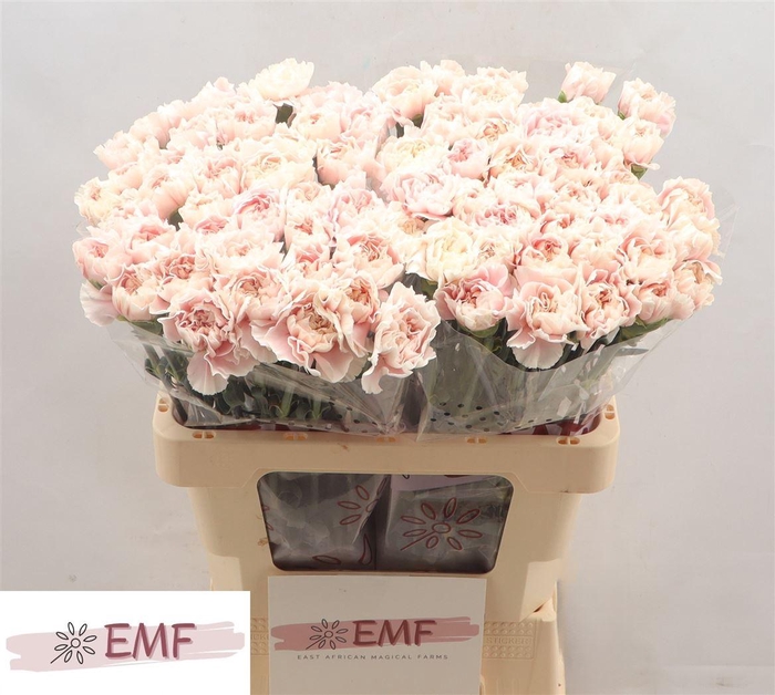 <h4>Di St Altair</h4>