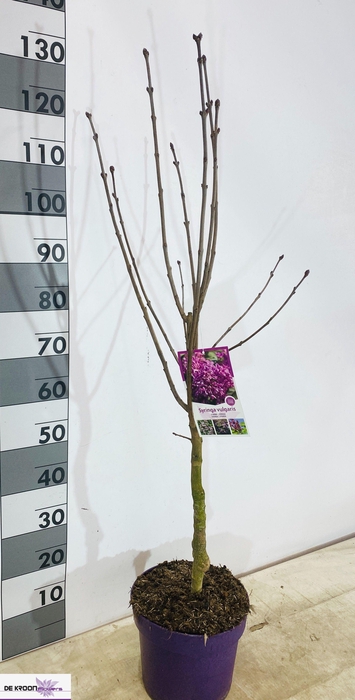 <h4>SYRI VULGARIS</h4>