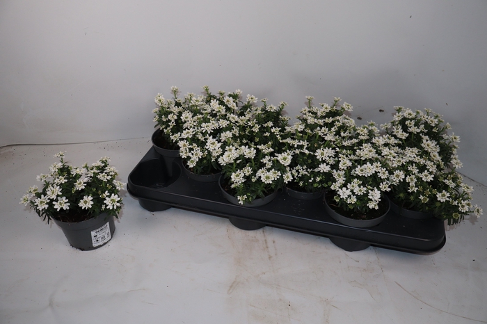 <h4>IBER SEMPERVIRENS</h4>