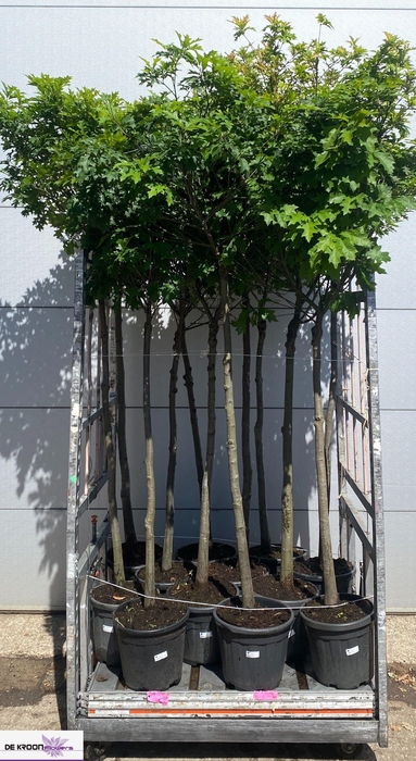<h4>ACER CAMPESTRE</h4>