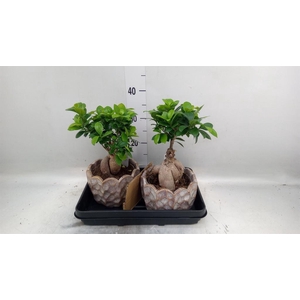 Ficus microcarpa 'Ginseng'