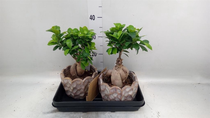 <h4>Ficus microcarpa 'Ginseng'</h4>