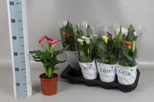 <h4>ZANT GEM 6 KL</h4>