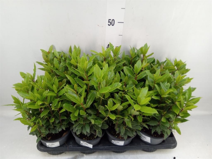 <h4>Laurus nobilis</h4>