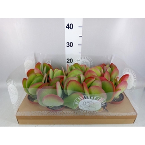 Kalanchoe NF thyrsiflora
