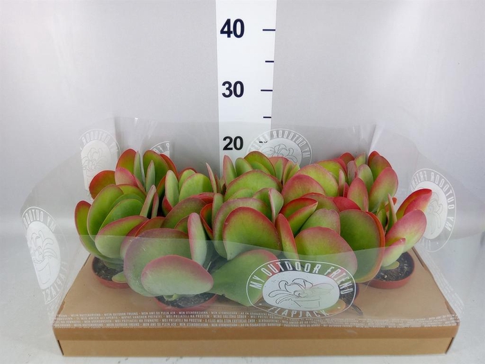 <h4>Kalanchoe NF thyrsiflora</h4>