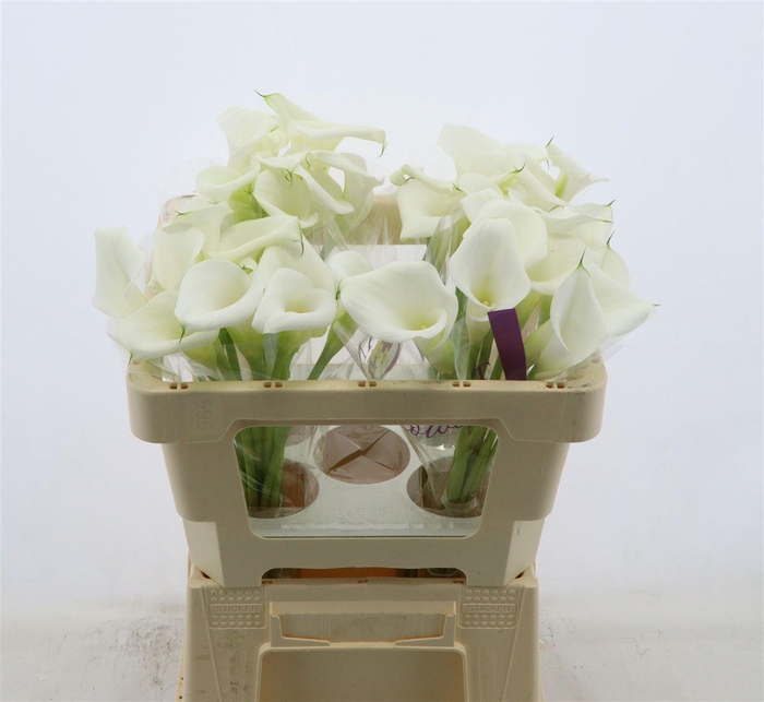 <h4>Calla White Art | Dubbelbloemig</h4>