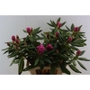 Rhodo Sweet Symphiss