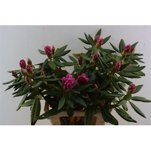 Rhododendron Sweet Sympiss
