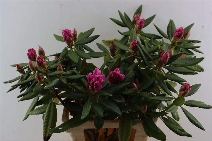 Rhododendron Sweet Sympiss