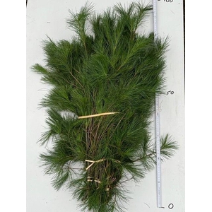 PINUS STROBUS PER BUNCH 090CM
