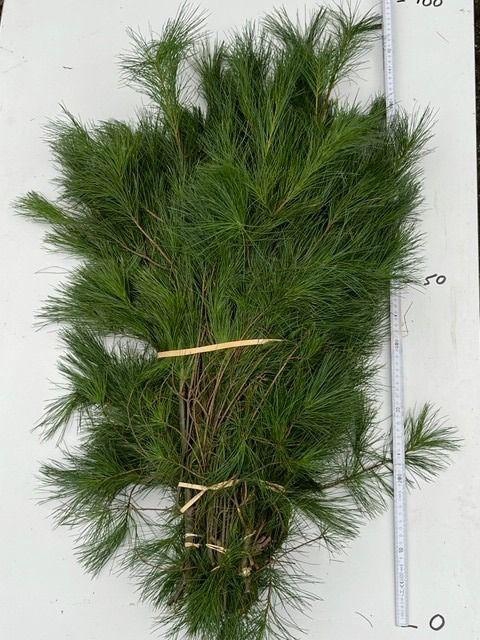 <h4>PINUS STROBUS PER BUNCH 090CM</h4>