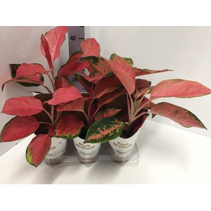 Aglaonema Orange Star 12Ø 35cm