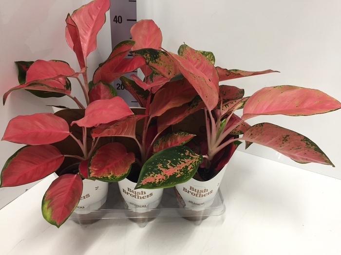 Aglaonema Orange Star 12Ø 35cm