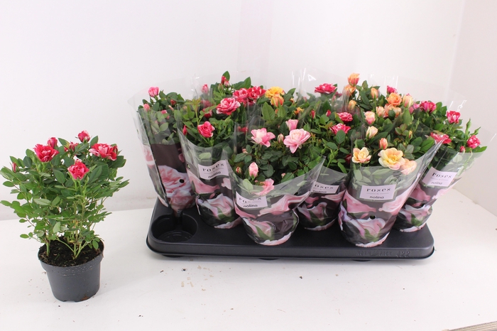 <h4>RO VICTORY GEM</h4>