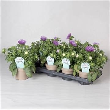 <h4>CALLIS STAR PURPLE</h4>