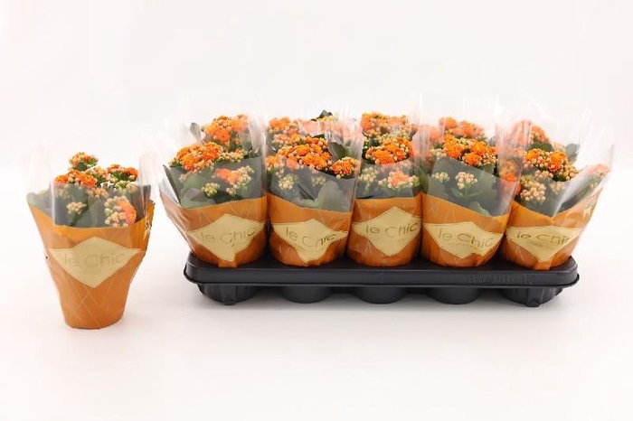 <h4>Kalanchoe Calandiva oranje Le Chic</h4>