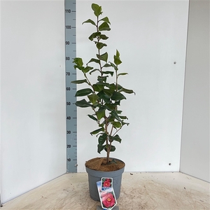 Camellia japonica 'Dr King'
