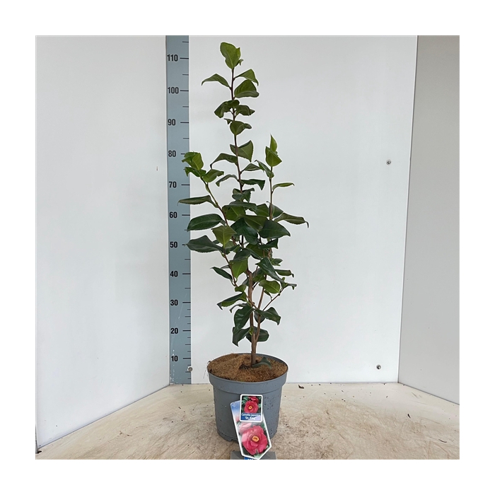 <h4>Camellia japonica 'Dr King'</h4>