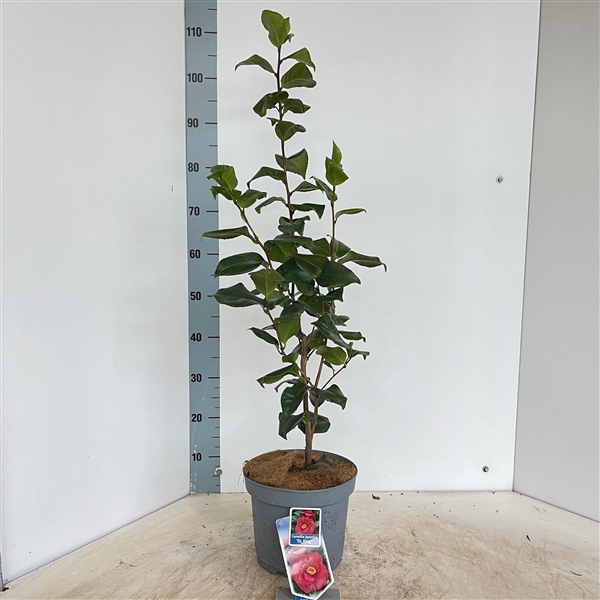 Camellia japonica 'Dr King'