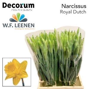 Narcissus Royal Dutch Small Box 100