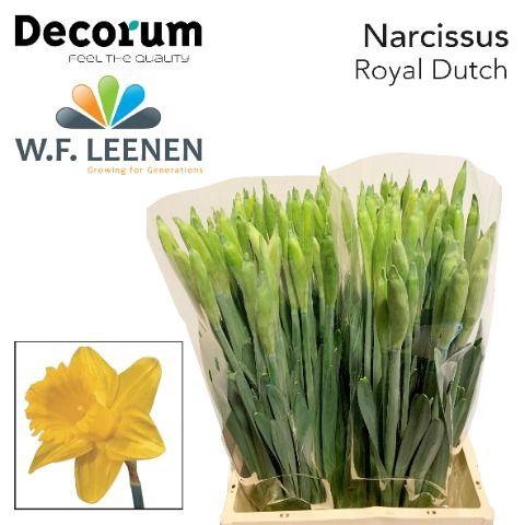 <h4>Narcissus Royal Dutch Small Box 100</h4>