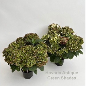 Hydrangea Hovaria