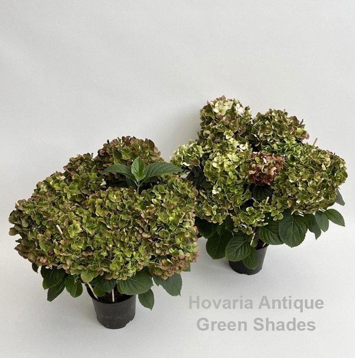 <h4>Hydrangea Hovaria</h4>