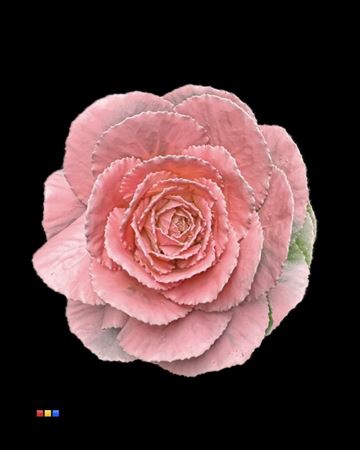 <h4>Brassica Pink</h4>