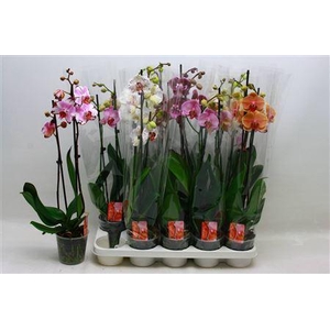 Phal Gem 2 Branches 16+