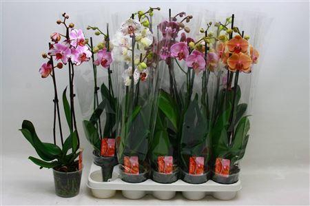 <h4>Phal Gem 2 Branches 16+</h4>