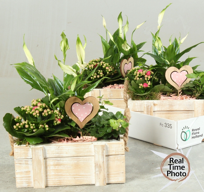 <h4>ARR KAMERPL</h4>