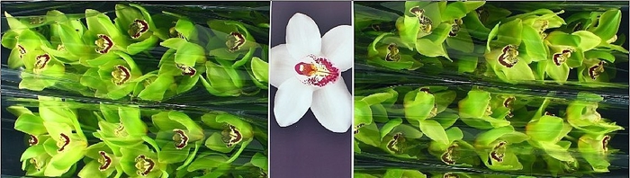 <h4>Cymbidium Bonyoni</h4>
