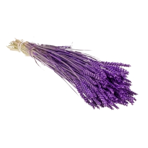 Droogbloemen - Tarwe Purple
