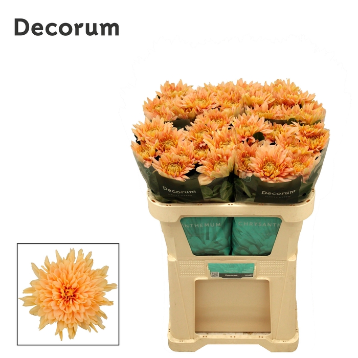 <h4>Chrysanten Chr G Kalimba Salmon</h4>