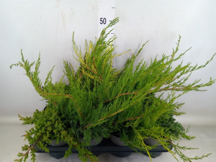 <h4>Juniperus   ...</h4>