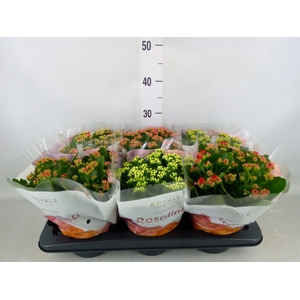 Kalanchoe blos. 'RoyalDon'   ..mix