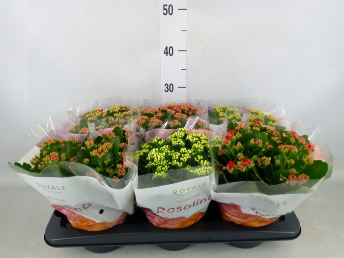 <h4>Kalanchoe blos. 'RoyalDon'   ..mix</h4>