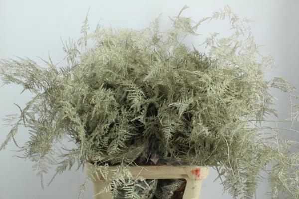 <h4>Asp Lang Getopt Platina</h4>