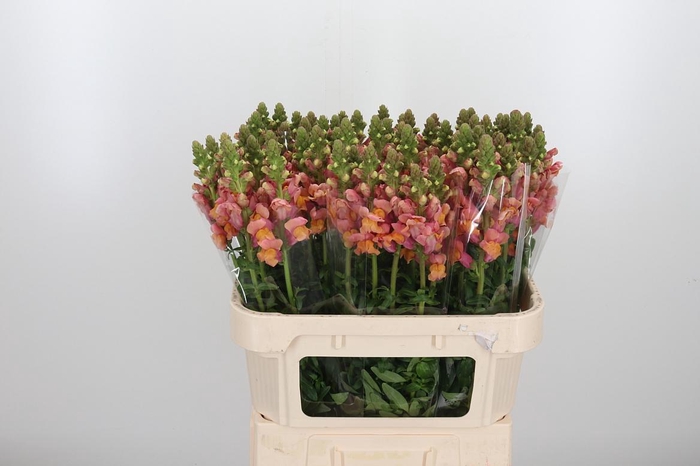 <h4>Antir Cool Orange</h4>