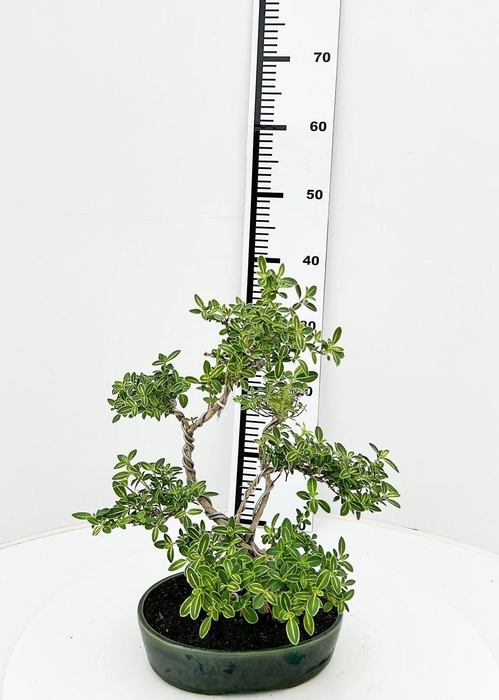 <h4>Serissa variegata, pot 22 cm , height 40cm. with driptray. (single item)</h4>