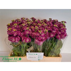 MATTH STOX DEEP ROSE