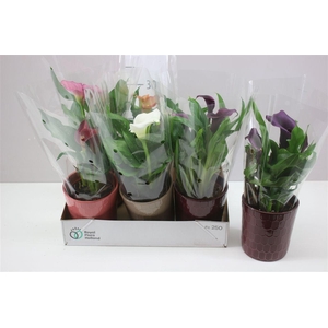 Zant gemengd in Tico keramiek