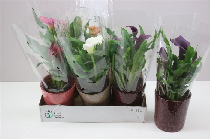 <h4>Zant gemengd in Tico keramiek</h4>