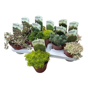 SEDUM OV