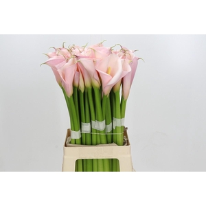 Zantedeschia Eydolls Pink