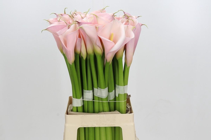 <h4>Zantedeschia Eydolls Pink</h4>